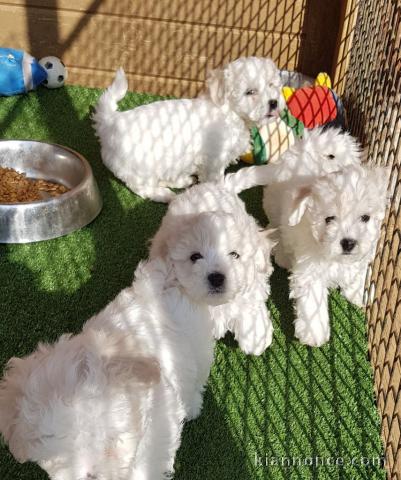 Adorable chiot bichon maltais femelle a donner