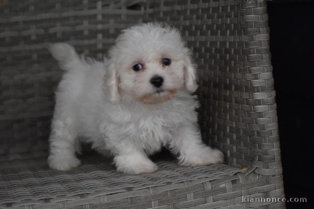 Chiot bichon maltais femelle a donner