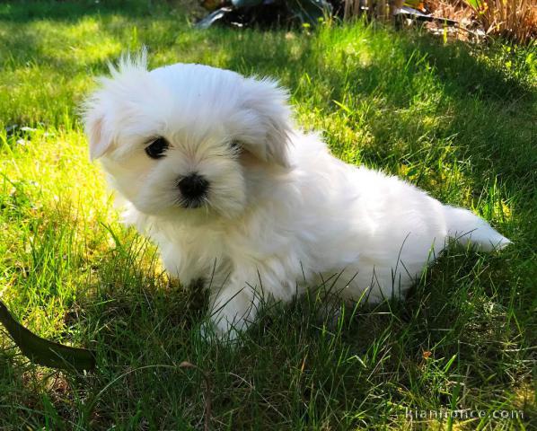 Adorable chiot bichon maltais femelle a donner