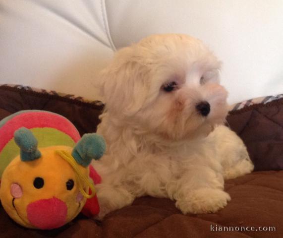 Adorable chiot bichon maltais femelle a donner