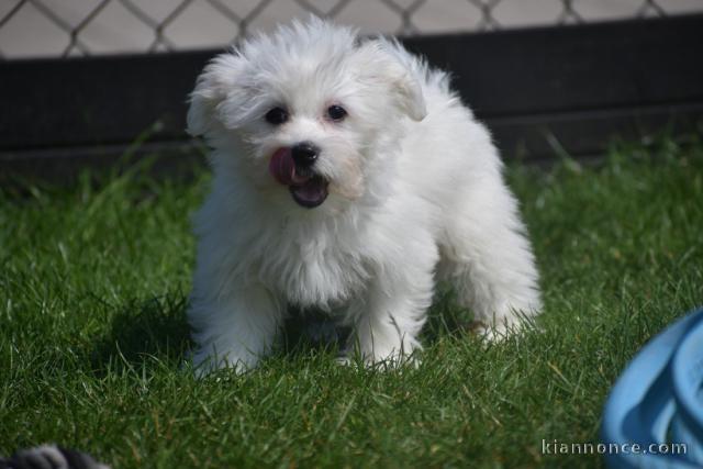 Donne chiot bichon maltais femelle