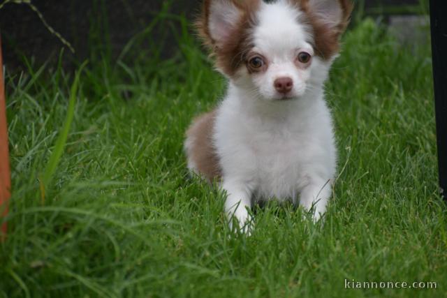 A donné chiot chihuahua beige/blanc femelle