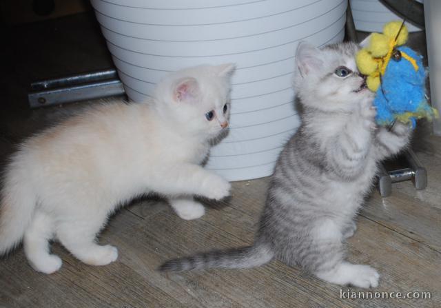  Adorables chatons persan à donner 