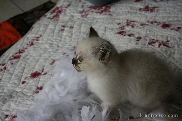 Aimables chatons sacré de Birmanie à donner