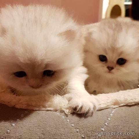 Adorables chatons british longhair à donner