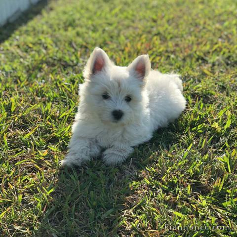 Adorables chiots westie à donner