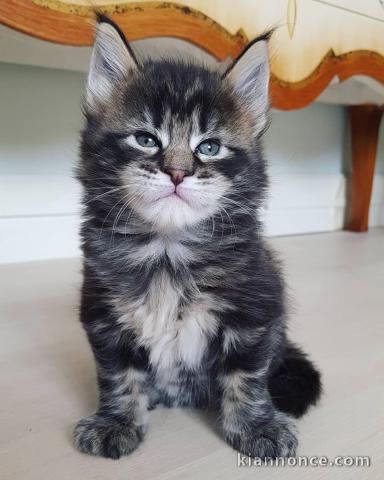 Chatons type maine coon