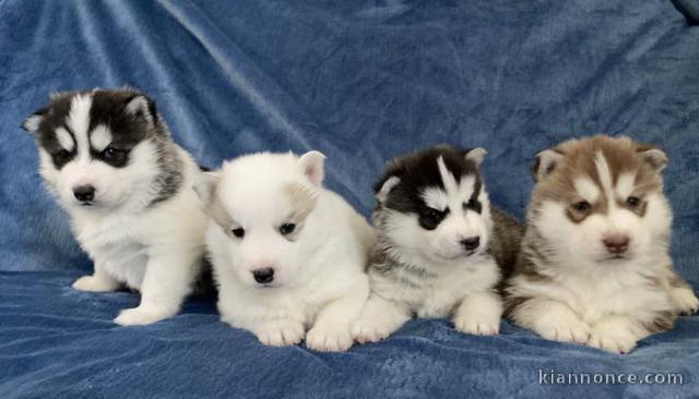 Chiots Siberian Husky Disponible de suite 