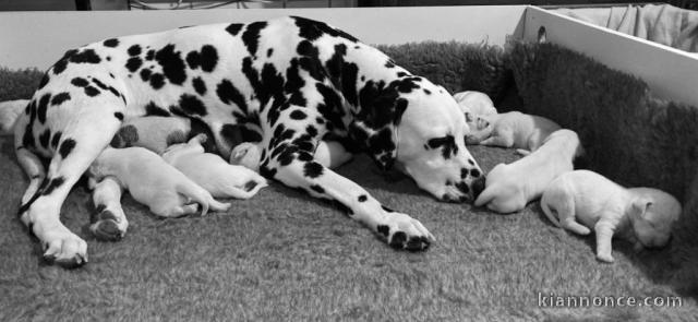 chiots dalmatiens adorable