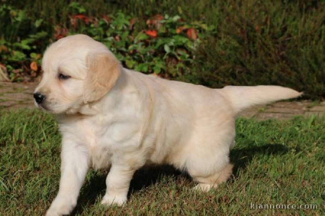  À donner Chiot femelle golden Retriever non lof