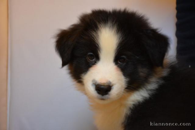 Magnifique Chiots Berger Australien