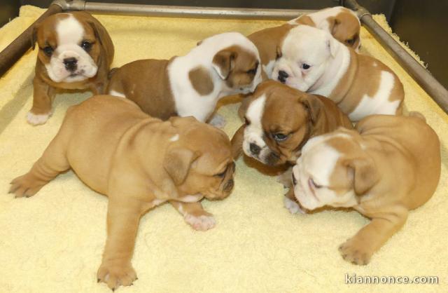 Portée Chiots Bulldog Anglais mâle et femelles