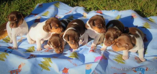 Magnifiques chiots de l\