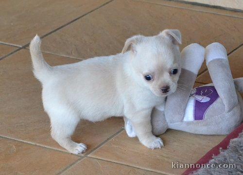 A donner Adorable Chiot chihuahua femelle Pour Noel