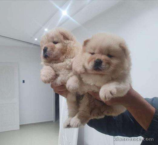 Chiots Chow Chow Magnifique