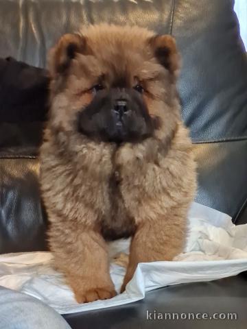 Magnifique Chiots Chow Chow A donner contre bon soin 