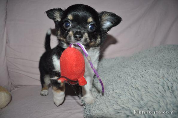 Chien Chihuahua POUR ADOPTION 