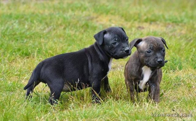 Adorable chiots staffordshire bull terrier