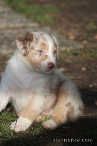 Donne mignonne chiots berger australien