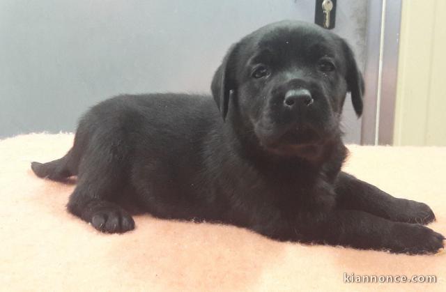 Adorable Chiots Labrador Retriever