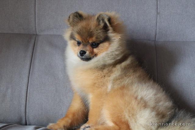 Magnifique Chiot Spitz allemand