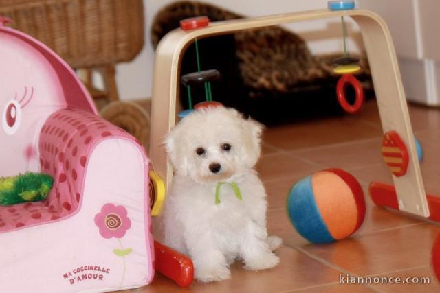 Chiot Bébé bichon frisé femelle à donner non lof Pour Noel