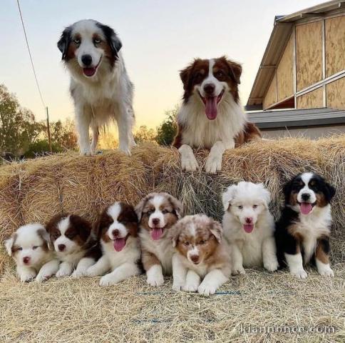 Chiots Berger Australiens en  adoption 