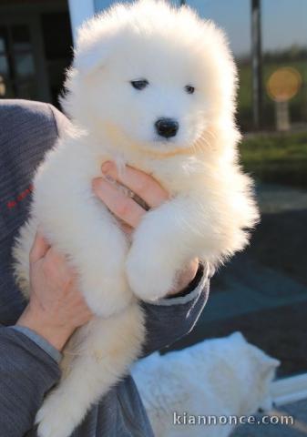 Chiots samoyede femelle a donner pour noel