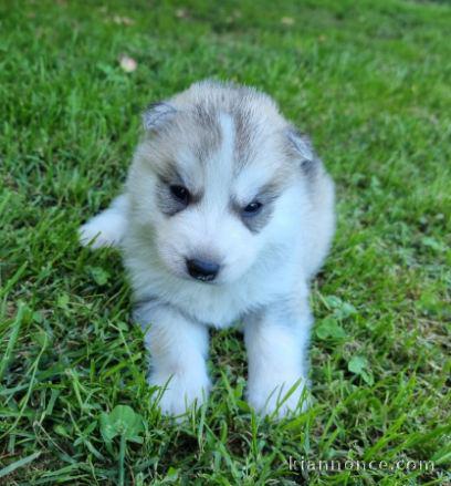 Chiot Siberian Husky lof a donner pour noel