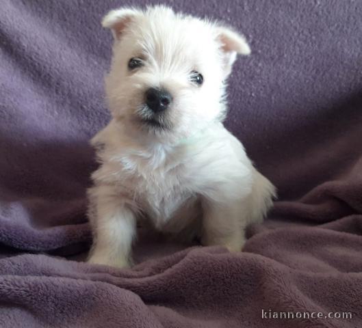 chiot Westie lof a donner pour NOEL