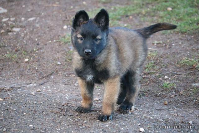 chiot berger belge  a donner pour noel