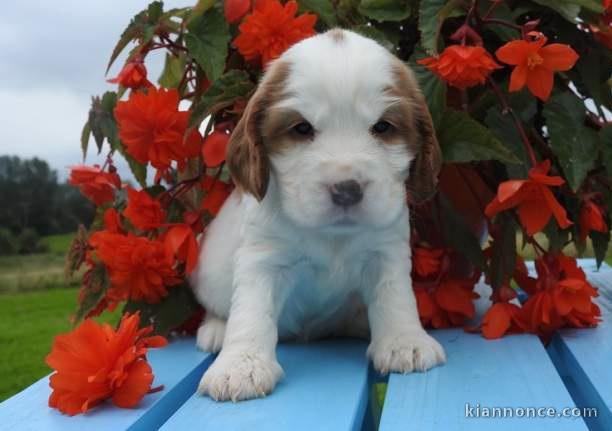 chiot cocker anglais lof a donner pour noel