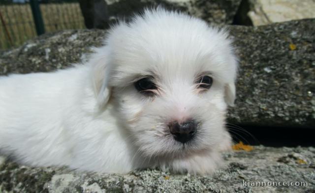 Chiot coton de tulear LOF a donner pour noel