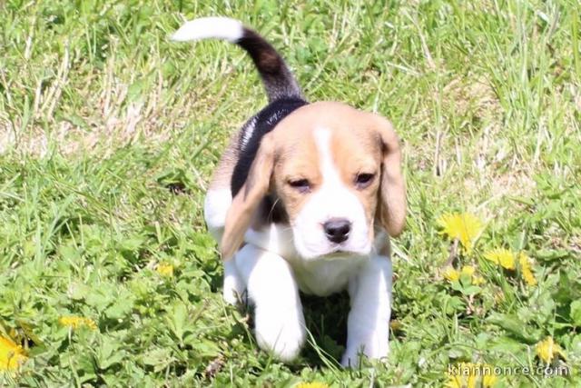 chiot Beagle LOF a donner pour noel