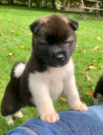 chiot Akita Américain lof a donner pour noel