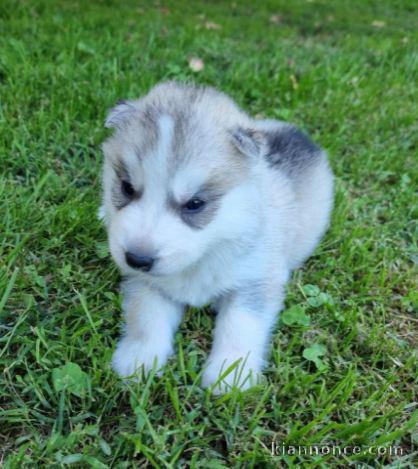 Chiot Siberian Husky lof a donner pour noel