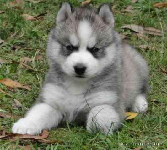 Magnifiques chiot chiot husky