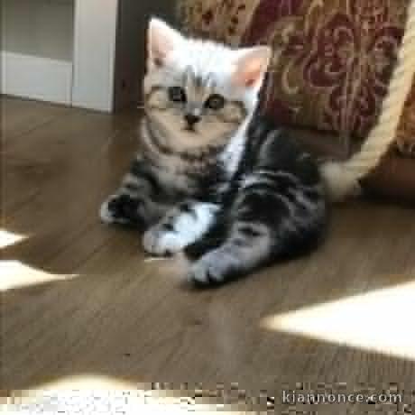 3 CHATONS BRITISH SHORTHAIR