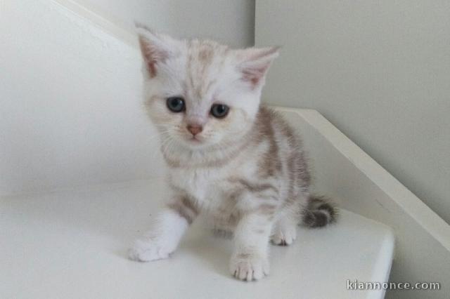 3 CHATONS BRITISH SHORTHAIR