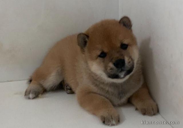 chiot Shiba inu lof a donner pour noel