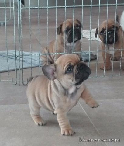 Chiot bouledogue français rouge fauve