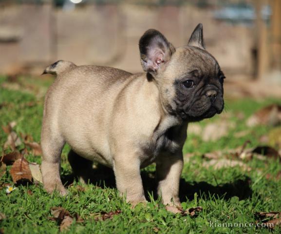 Chiot bouledogue français rouge fauve