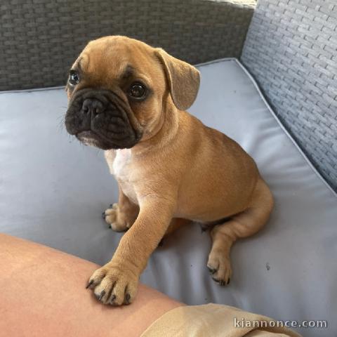 Chiot bouledogue français rouge fauve