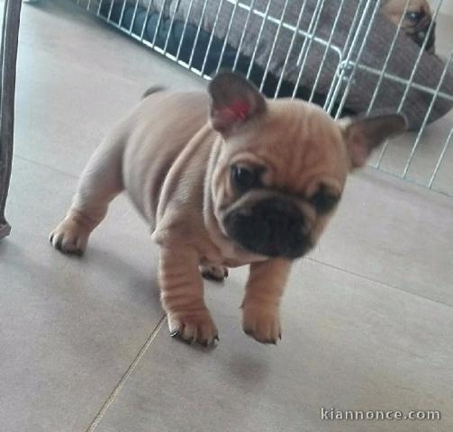 Chiot bouledogue français rouge fauve