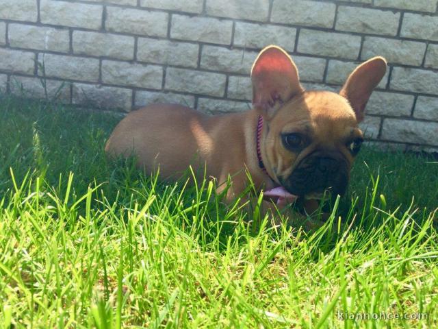 Chiot bouledogue français rouge fauve