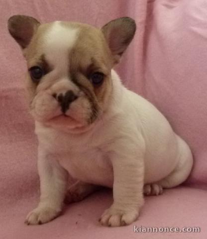 Chiot bouledogue français rouge fauve