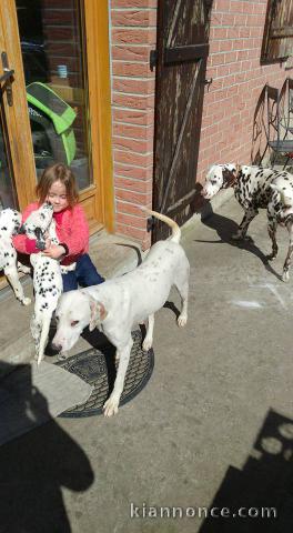 Chiot Dalmatien Adoption