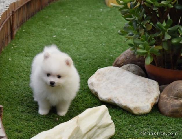 Belle chiot de Spitz Nain blanc à donner Pour Noel