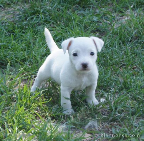 Chiot race Jack Russell Terrier Femelle à donner Pour Noel