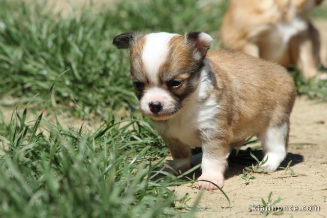 Chiot chihuahua femelle à céder